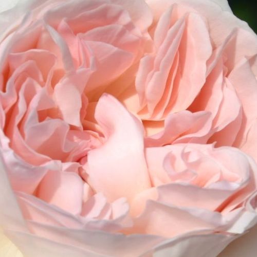 Rosa Sebastian Kneipp® - trandafir cu parfum intens - Trandafir copac cu trunchi înalt - cu flori teahibrid - alb - roz - W. Kordes & Sons - coroană dreaptă - ,-